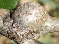 () (Southern Live Oak Stem Gall Wasp) round gall on Southern Live Oak