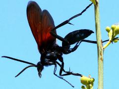(Thisbe's Tarantula-hawk Wasp) male liftoff (Thisbe's Tarantula-hawk Wasp) male liftoff