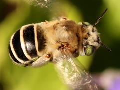 (California Digger Bee) hovering dorsal (California Digger Bee) hovering dorsal