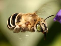 (California Digger Bee) hovering profile (California Digger Bee) hovering profile
