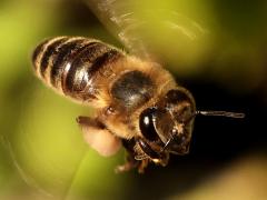 (European Honey Bee) hovering (European Honey Bee) hovering