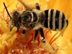 () (Barrel Cactus Longhorn) back on Emory's Barrel Cactus