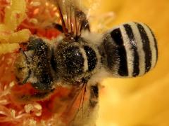 () (Barrel Cactus Longhorn) dorsal on Emory's Barrel Cactus