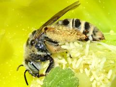 () (Cactus Chimney Bee) profile on Santa Rita Pricklypear