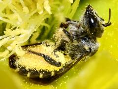 () (Orange-tipped Woodborer) ventral on Santa Rita Pricklypear