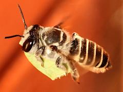 (Policaris Leafcutter Bee) female flying leaf (Policaris Leafcutter Bee) female flying leaf