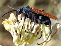 (Pallid Tarantula-hawk Wasp) lateral