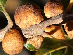 () (Lacuna Oak Gall Wasp) galls on Gambel Oak