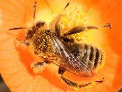 () (Cactus Chimney Bee) dorsal on Desert Globemallow