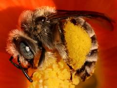 () (Globe Mallow Bee) profile on Desert Globemallow