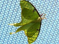 (Luna Moth) male upperside (Luna Moth) male upperside