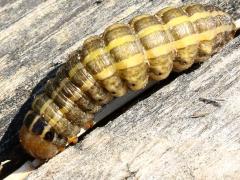 (Bronzed Cutworm) dorsal (Bronzed Cutworm) dorsal