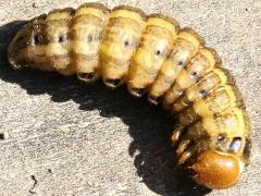 (Bronzed Cutworm) lateral (Bronzed Cutworm) lateral