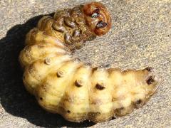 (Bronzed Cutworm) ventral (Bronzed Cutworm) ventral