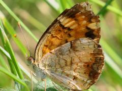 (Pearl Crescent) male underside (Pearl Crescent) male underside