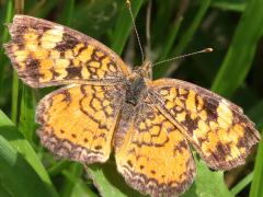 (Pearl Crescent) male upperside (Pearl Crescent) male upperside