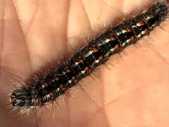 (Henry's Marsh Moth) caterpillar (Henry's Marsh Moth) caterpillar