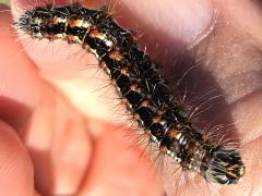 (Henry's Marsh Moth) caterpillar head (Henry's Marsh Moth) caterpillar head