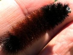 (Isabella Tiger Moth) caterpillar (Isabella Tiger Moth) caterpillar