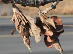 (Evergreen Bagworm) on Bur Oak (Evergreen Bagworm) on Bur Oak