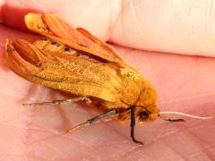 (Isabella Tiger Moth) Wanda (Isabella Tiger Moth) Wanda