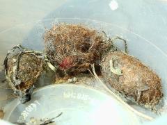 (Isabella Tiger Moth) cocoon (Isabella Tiger Moth) cocoon