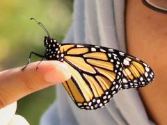 (Monarch) male Eman up (Monarch) male Eman up