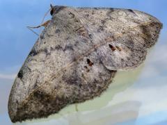 (Velvetbean Caterpillar Moth) window (Velvetbean Caterpillar Moth) window