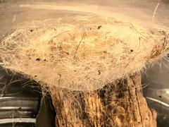 (White-marked Tussock Moth) cocoon Jessica (White-marked Tussock Moth) cocoon Jessica