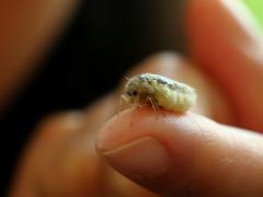 (White-marked Tussock Moth) female Jessica (White-marked Tussock Moth) female Jessica