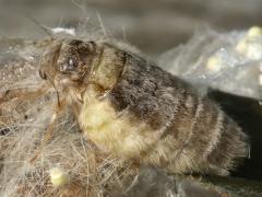 (White-marked Tussock Moth) female dorsal (White-marked Tussock Moth) female dorsal