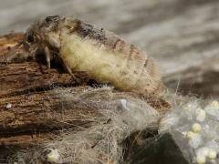 (White-marked Tussock Moth) female eggs (White-marked Tussock Moth) female eggs