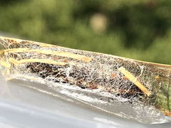 (Henry's Marsh Moth) coccoon (Henry's Marsh Moth) coccoon