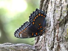 (Red-spotted Purple) astyanax underside (Red-spotted Purple) astyanax underside