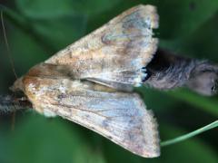 (Corn Earworm Moth) upperside (Corn Earworm Moth) upperside