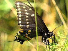 (Black Swallowtail) female ovipositing on Queen Anne's Lace (Black Swallowtail) female ovipositing on Queen Anne's Lace