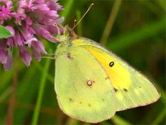 (Orange Sulfur) on Red Clover (Orange Sulfur) on Red Clover