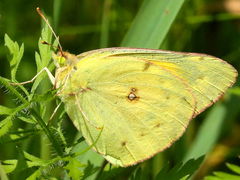 (Orange Sulfur) female on Common Ragweed (Orange Sulfur) female on Common Ragweed