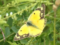 (Orange Sulfur) female flying (Orange Sulfur) female flying