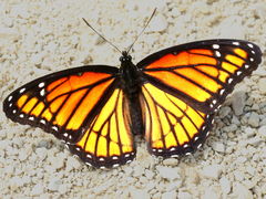 (Viceroy) upperside (Viceroy) upperside