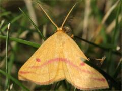 (Chickweed Moth) male (Chickweed Moth) male