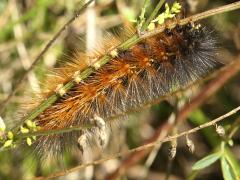 (Salt Marsh Moth) caterpillar (Salt Marsh Moth) caterpillar