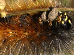 (Salt Marsh Moth) caterpillar face (Salt Marsh Moth) caterpillar face