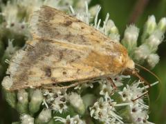 (Corn Earworm Moth) lateral (Corn Earworm Moth) lateral