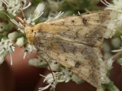 (Corn Earworm Moth) upperside (Corn Earworm Moth) upperside