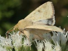 (Corn Earworm Moth) lateral (Corn Earworm Moth) lateral