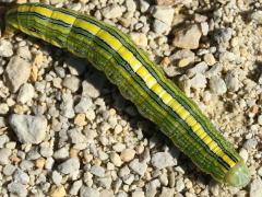 (Goldenrod Hooded Owlet) caterpillar (Goldenrod Hooded Owlet) caterpillar