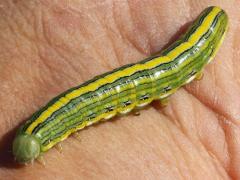 (Goldenrod Hooded Owlet) caterpillar hand (Goldenrod Hooded Owlet) caterpillar hand