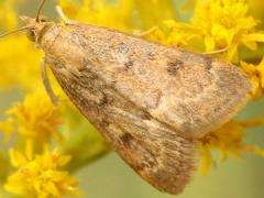 (Garden Webworm Moth) upperside (Garden Webworm Moth) upperside