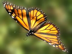 (Monarch) female gliding (Monarch) female gliding